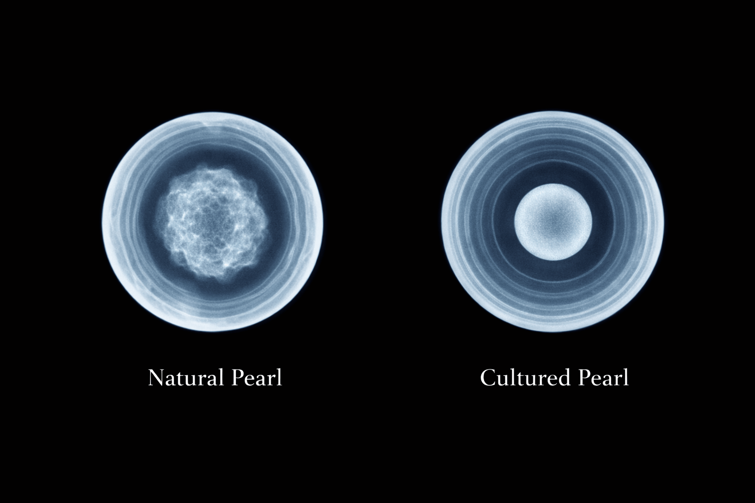 pearlsonly-blog-110-image-3-pearl - كيف نميز بين اللؤلؤ الطبيعي والمستزرع - مجوهرات اللؤلؤ - pearlsonly